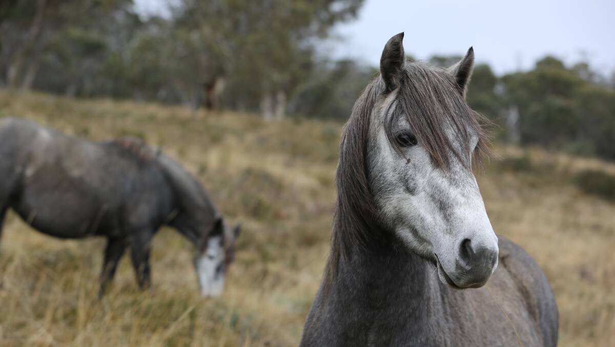 NSW brumbies. Photo credit: NSW government 