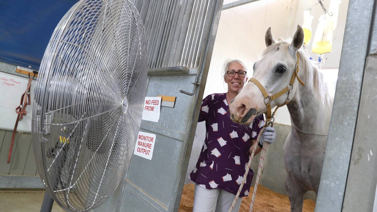 IT'S HOT: Professor of Equine Medicine CSU Sharanne Raidal with sick horse Blue trying to cool off in front of a fan. Picture: Les Smith
