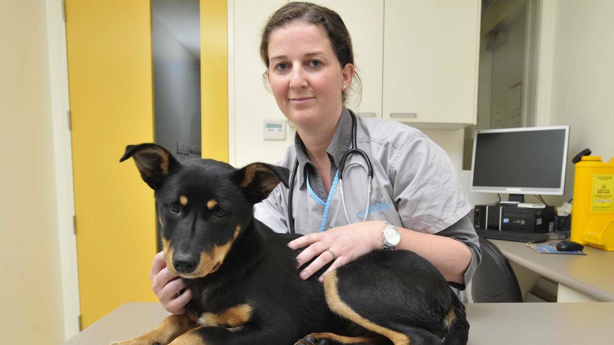 BETTER PREPARED: Dr Becci Brabin is asking pet owners to 'appropriately budget' for pet expenses, including emergencies, to decrease monetary stress in the profession. Picture: Les Smith
