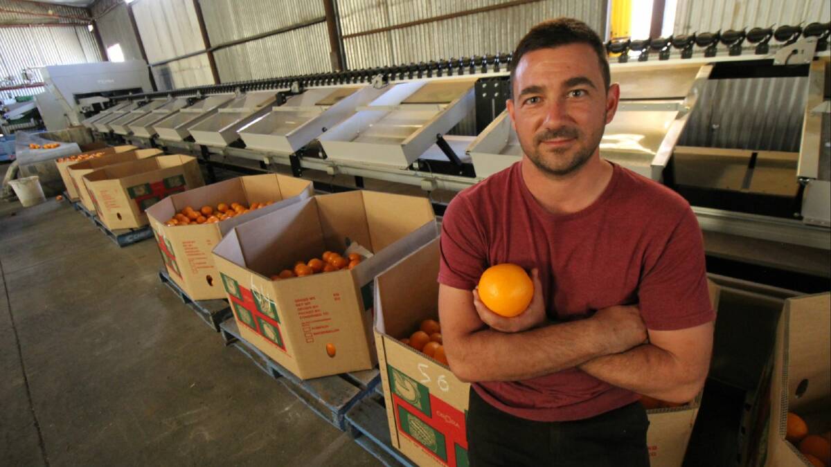 Griffith Citrus Growers chair Vito Mancini said the ongoing labour shortage has been devastating for the citrus industry. Picture: Jacinta Dickins