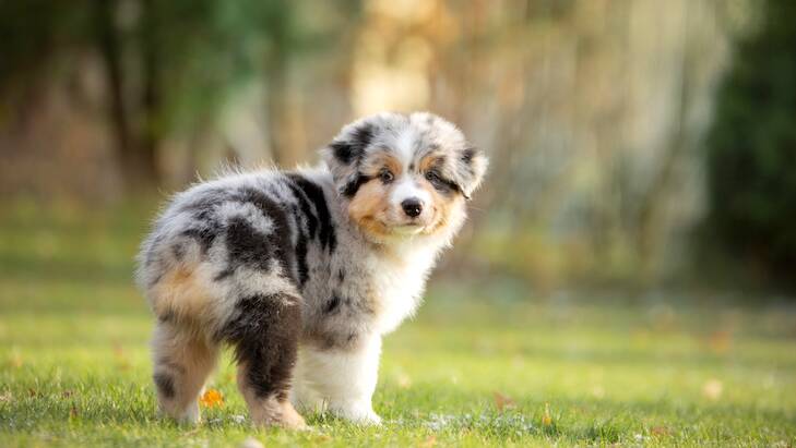 TRICKED: An Australian Shepherd puppy similar to the one Mrs Lyons believed she was purchasing.