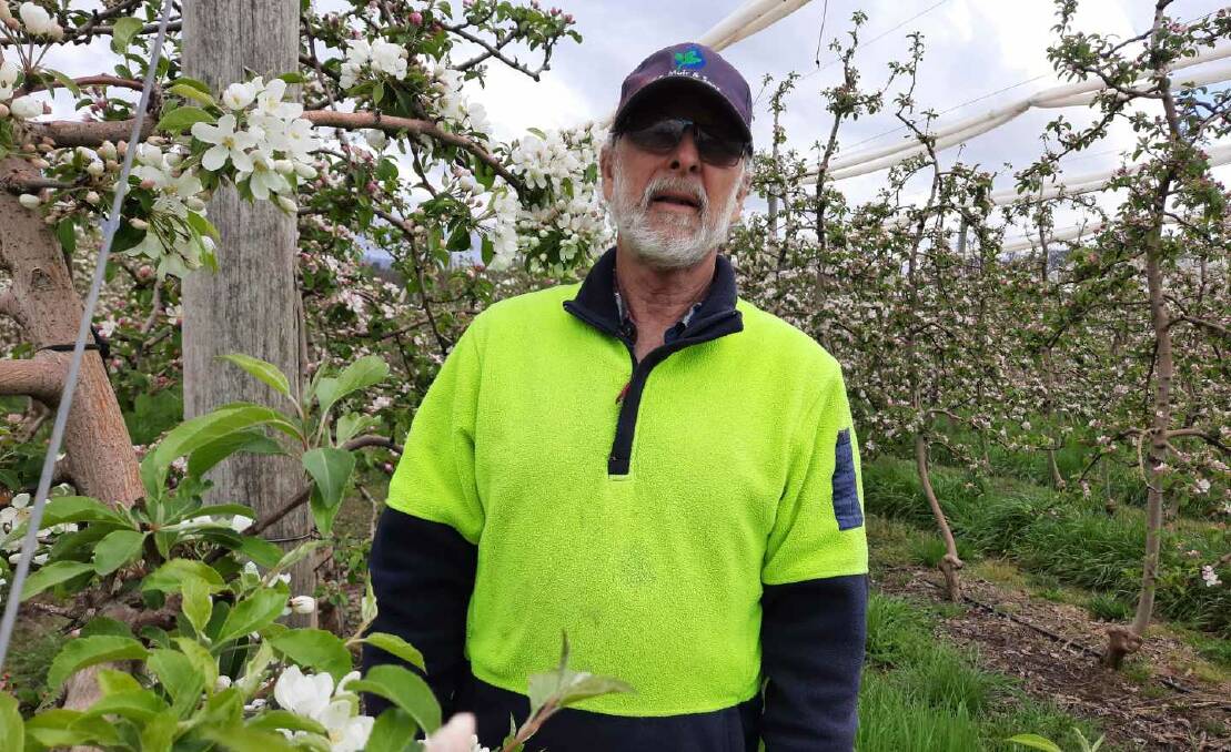 Batlow apple grower Ralph Wilson said the new agriculture visa sounded good and he was hopeful it would help address the problems faced by the industry over the past year. Picture: Supplied