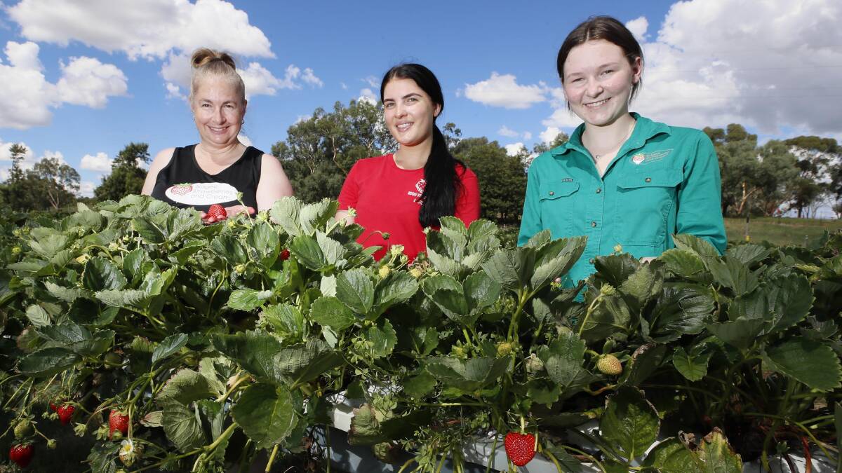 SWEET SUMMER: Kylie, Lawanna and Lily Cashen from Bidgee Strawberries and Cream were "blown away" by the number of tourists over the holiday period. Picture: Les Smith