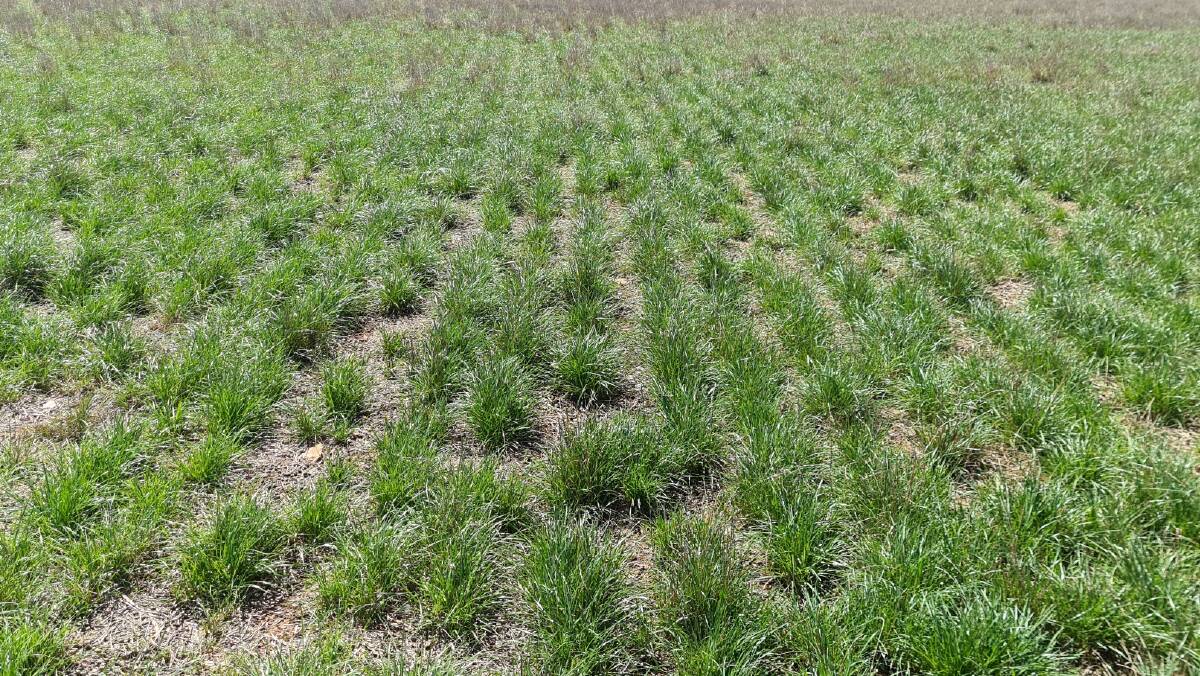 CULPRIT: Pollen produced by the ryegrass crops farmers grow in the countryside around Wagga has been blamed for triggering asthma in the region.