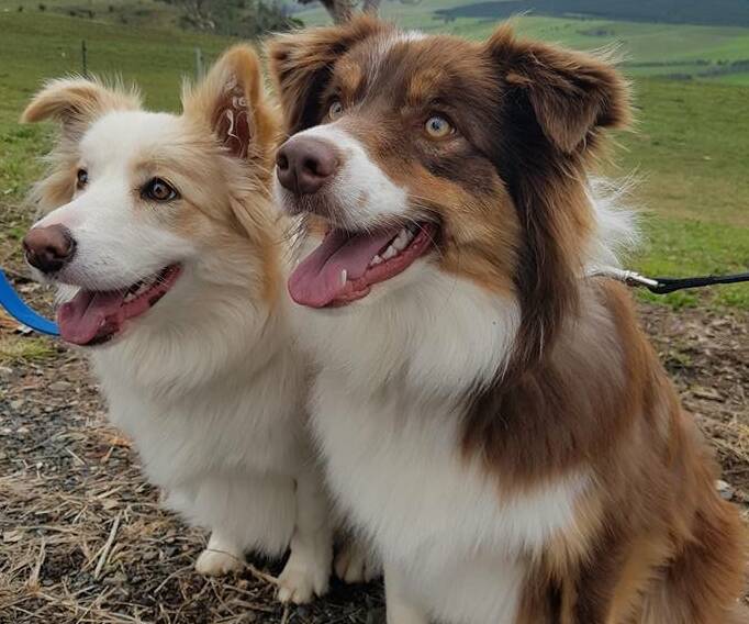 BEST PALS: Well-travelled border collies Harper and Bella will benefit from the new online pet register site that will allow owners to update details via the web.