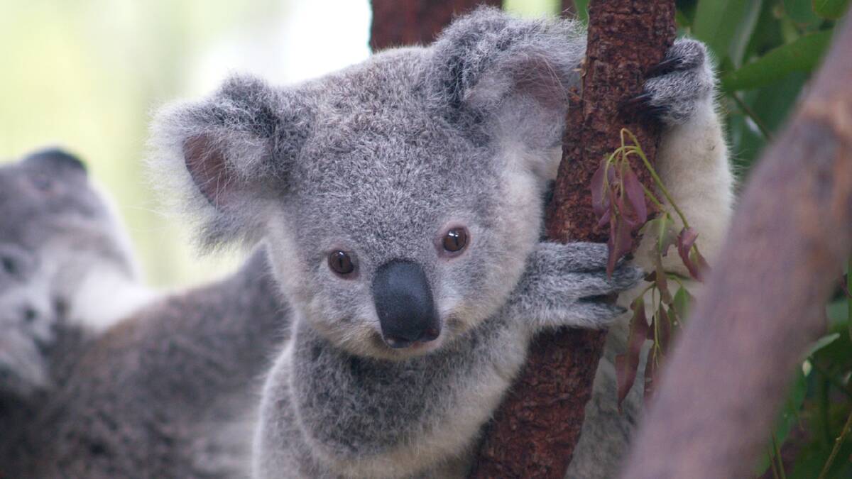 Healthy koalas found near the banks of the Murrumbidgee
