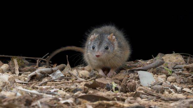 Rodents begin to grow in numbers | POLL