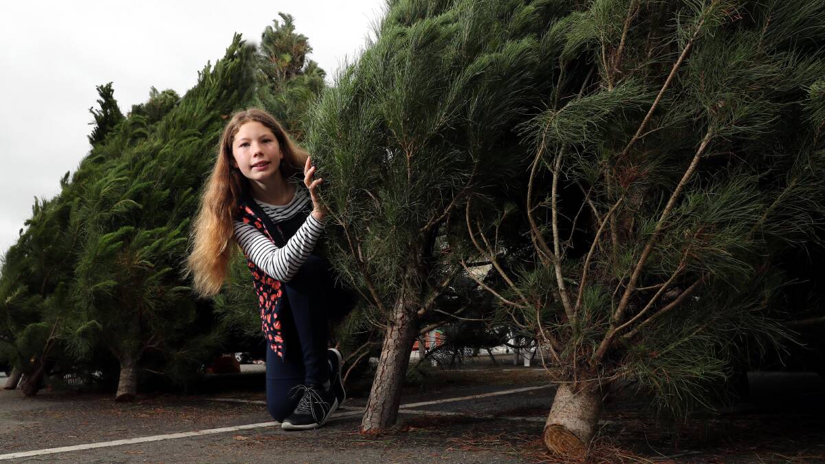 PICKING THE PERFECT PINE: Ella Hale, 12, who helped her dad Nathan pick out a real tree at Bunnings on Sunday. Picture: Les Smith