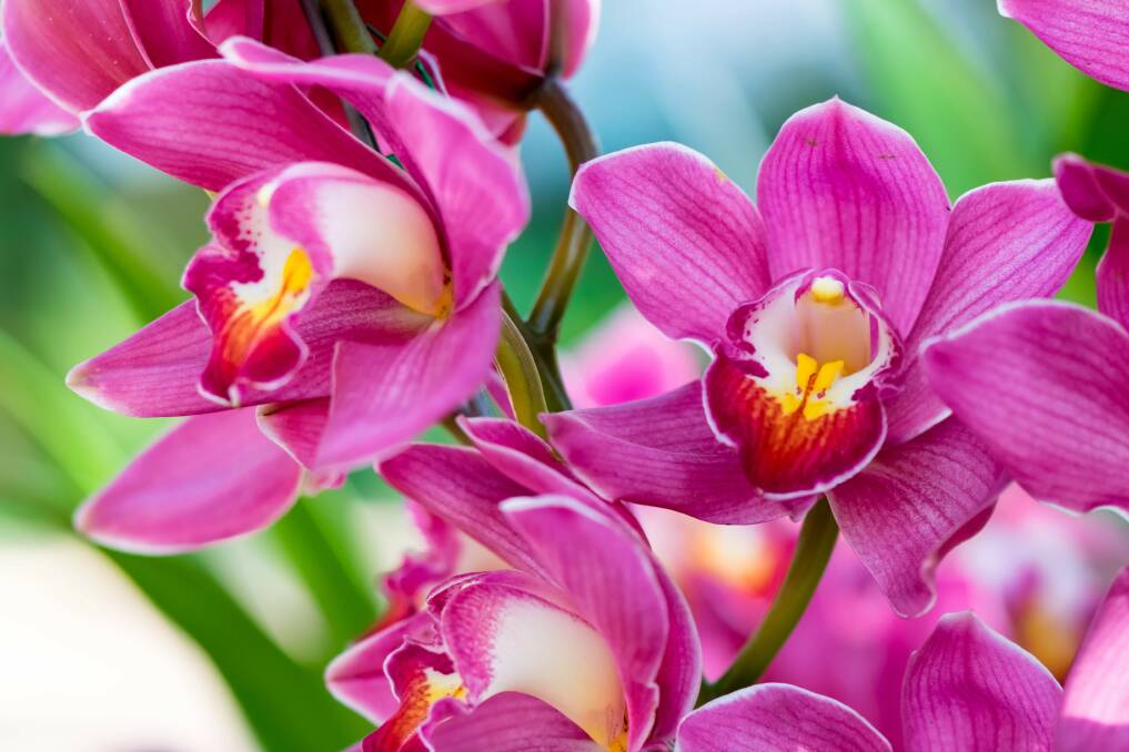 GET INVOLVED: Wagga Orchid Society meets at the ARCC Hall on Tarcutta Street on the second Thursday of every month.
