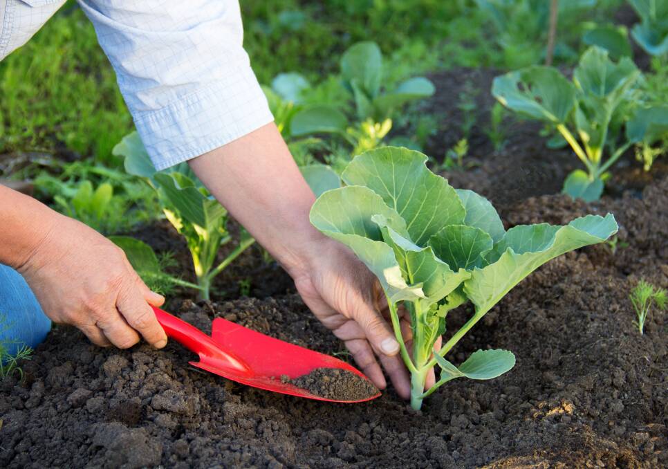 GREEN THUMB: Check out the Wagga Demonstration Garden from 9am today. There's organic vegetables such as kale, silverbeet, rhubarb, lettuce and more.