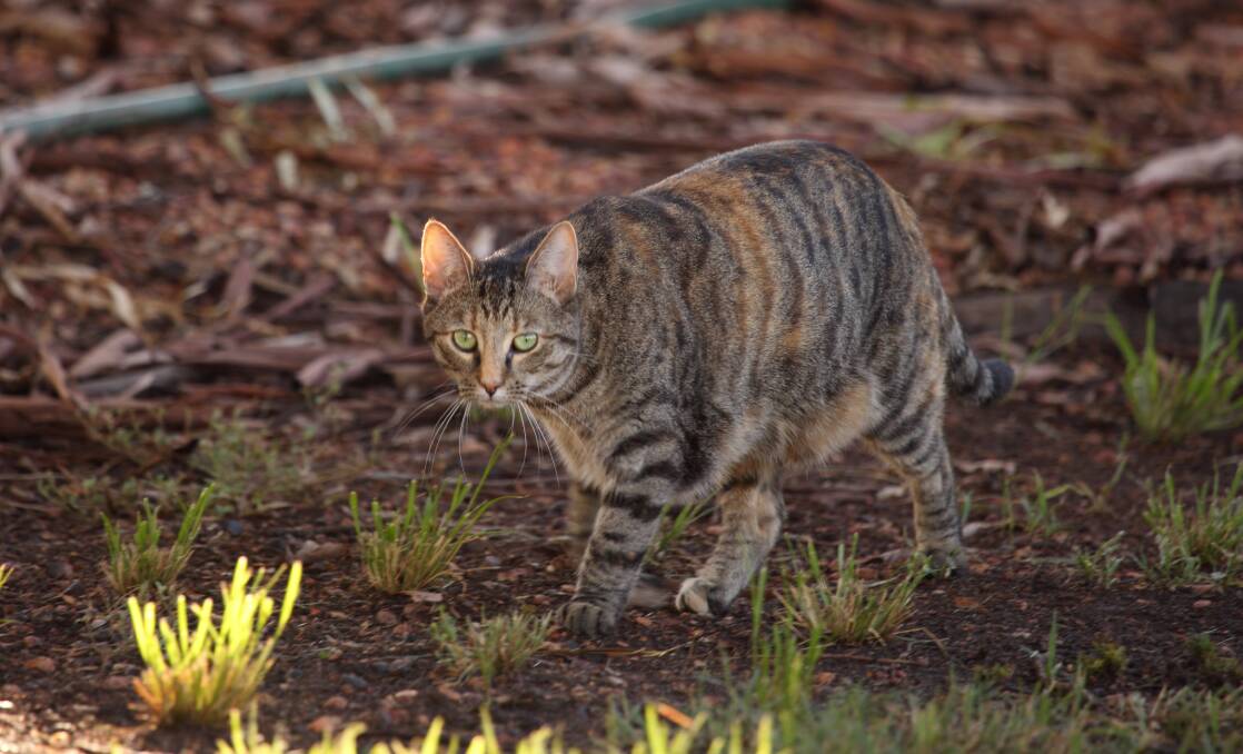 Letters: Greens should use newfound clout to act on feral cats