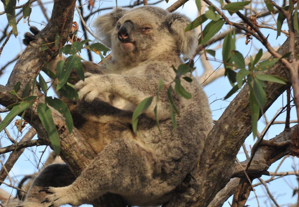 POSSIBILITY: Could a koala habitat be what we want for Willans Hill? The area should be one of Wagga's jewels. 