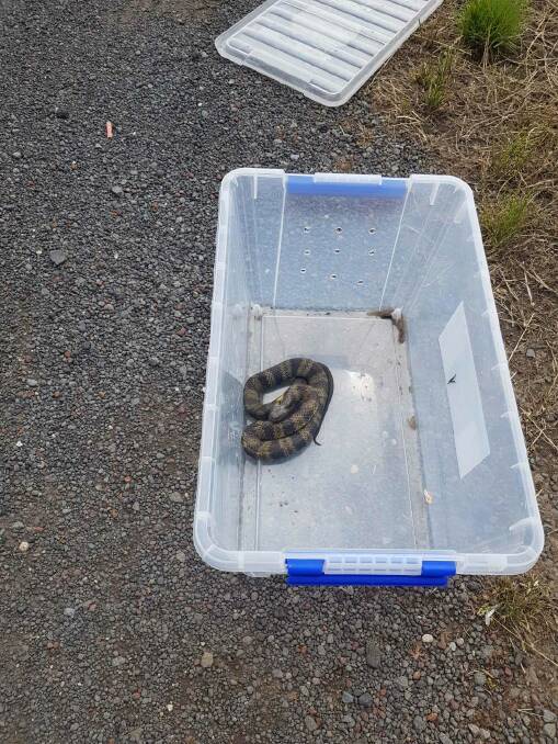 The tiger snake that was seen crawling along the footpath in Lava Street on Monday.