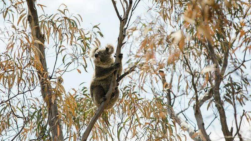 Ley breathes easier as NSW agrees on koala policy