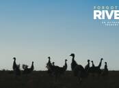 Emus at Toorale National Park. Picture: Dion Georgopoulos