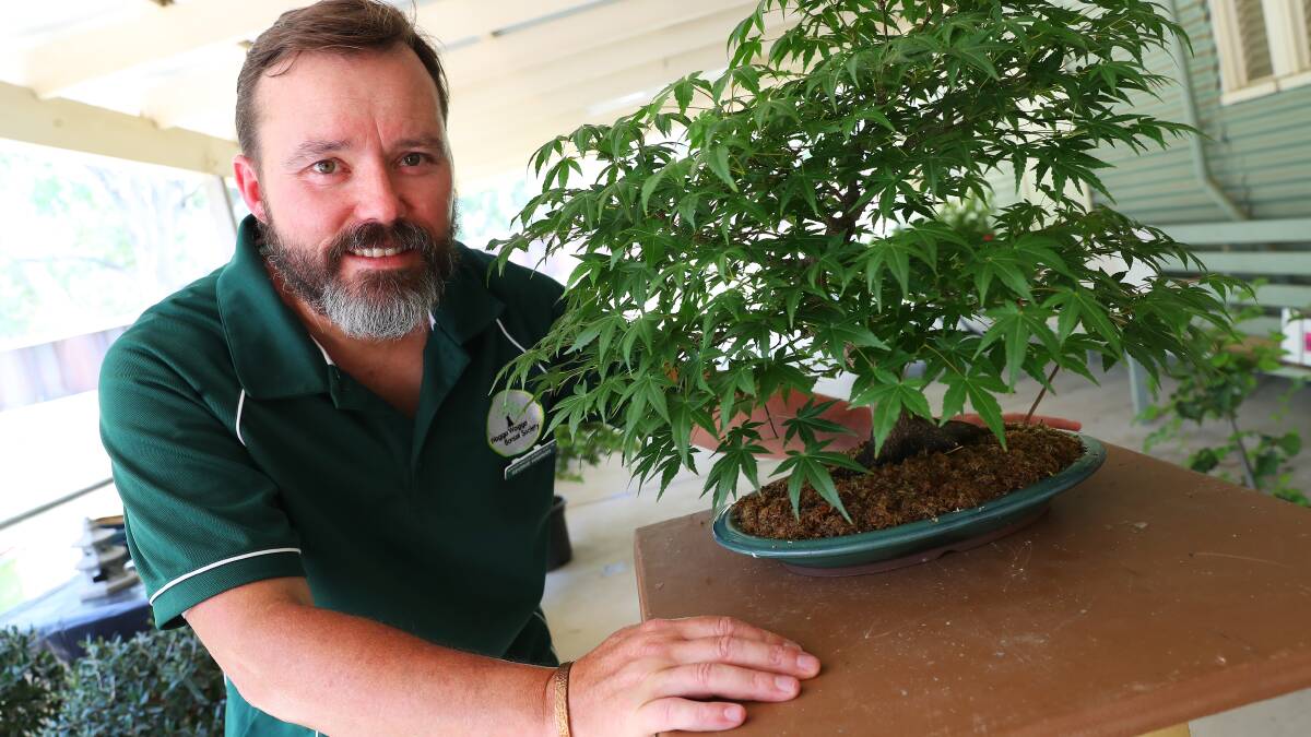 Pastime of the patient grows strong Wagga bonsai community