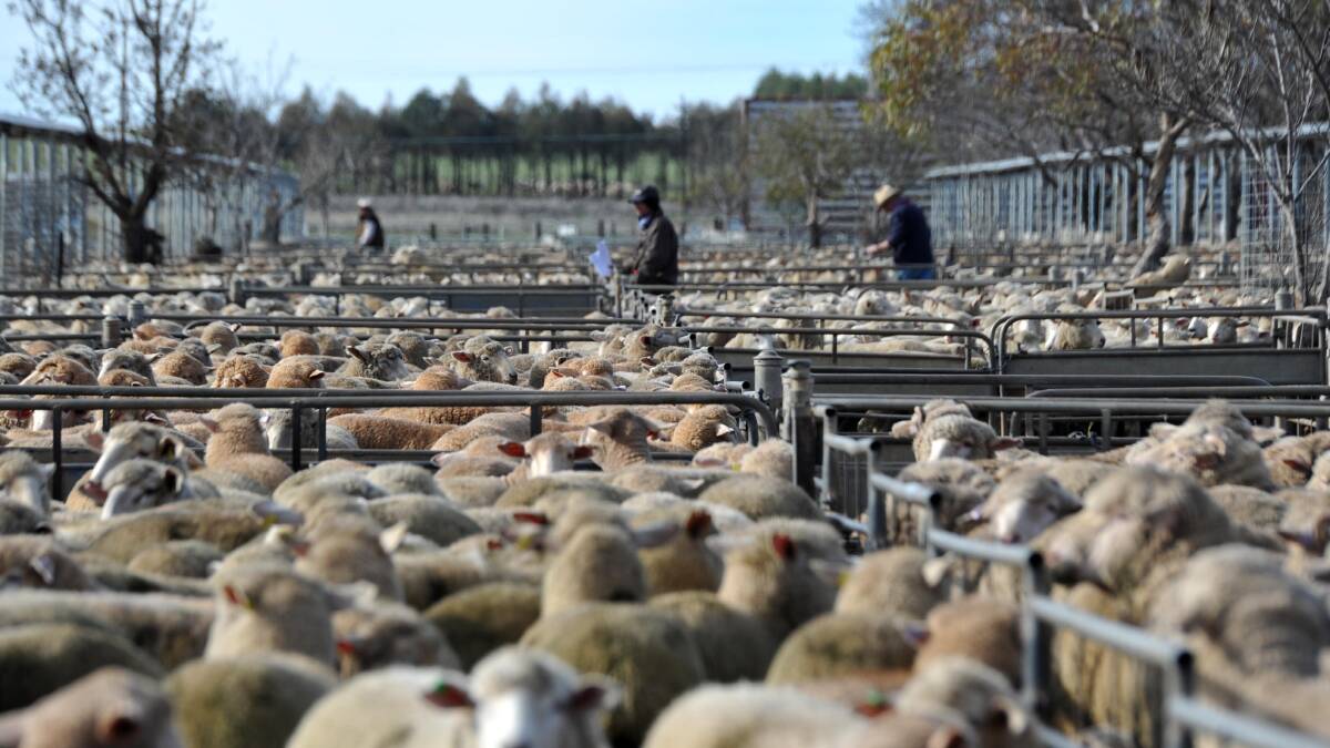 Pressure to reopen Wagga livestock centre