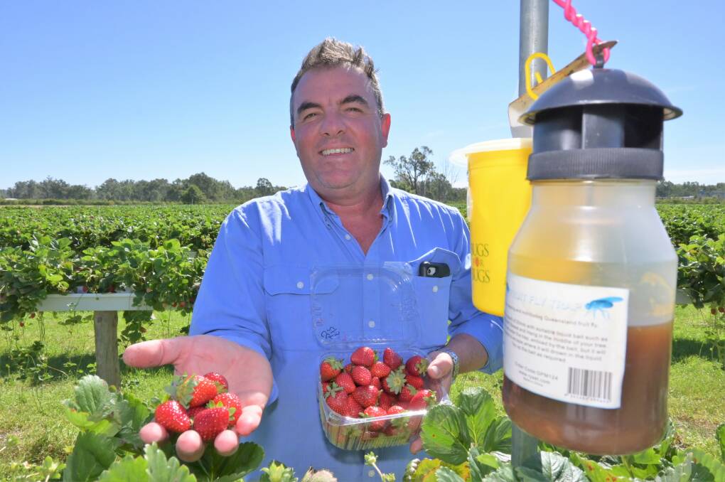 BATTLE: Bidgee Strawberries and Cream's Michael Cashen with some of his produce and one of the traps used to fight back against fruit flies. Picture: Kenji Sato