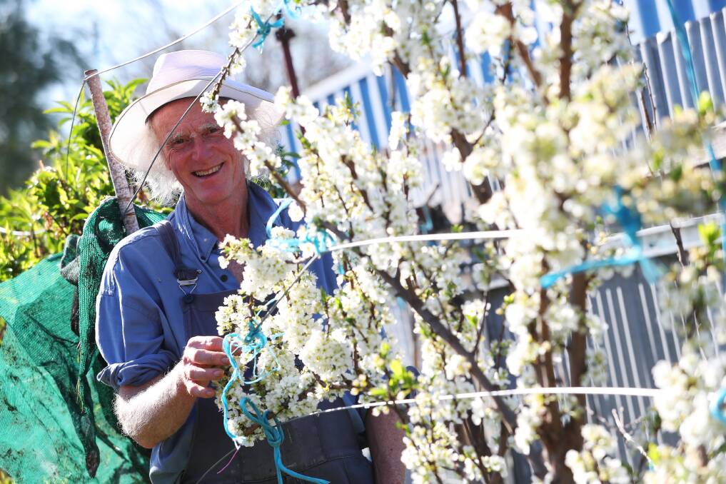 BLOSSOMING: Jim Rees is getting busy in his garden as the weather warms. Pictures: Emma Hillier