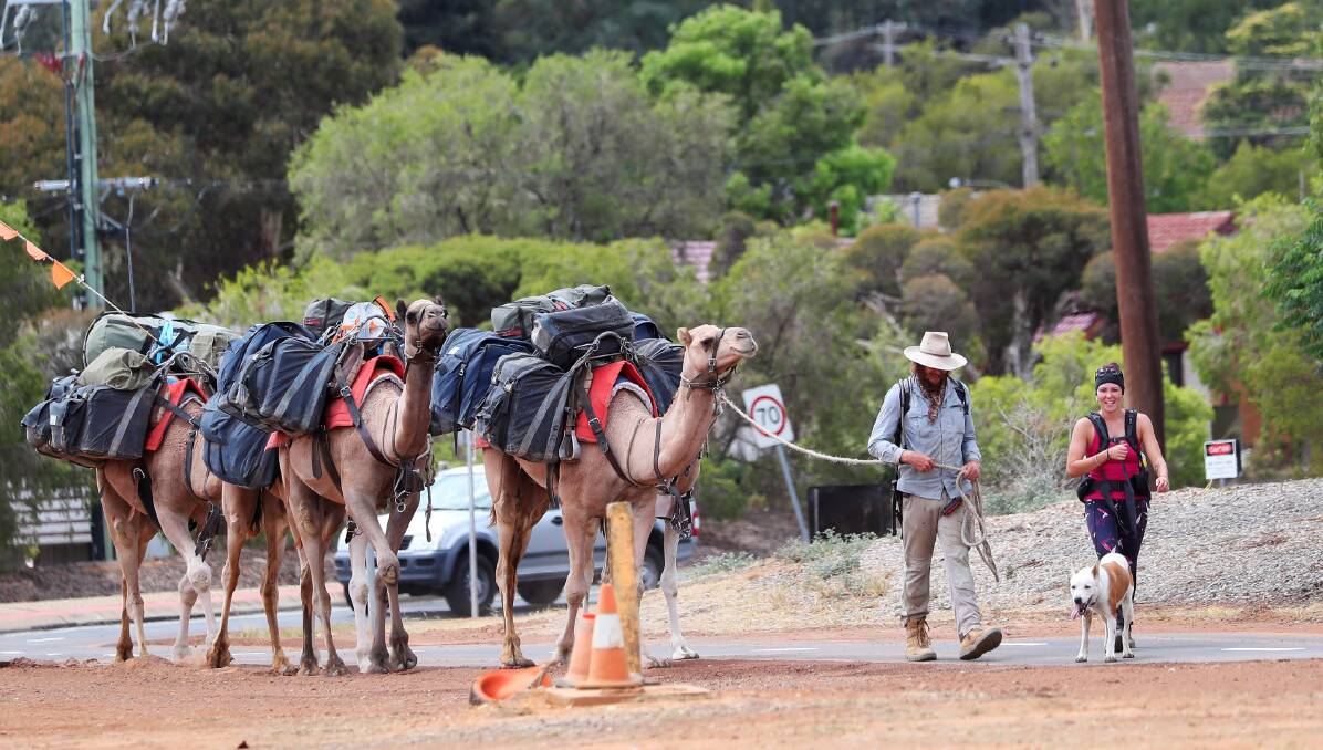ON THE MOVE: John Elliott leads his camels alongside French tourist Camille Lopez, who joined his trek for a few days. Picture: Emma Hillier