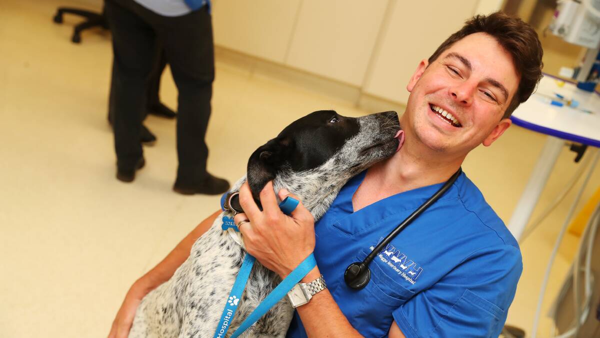 SAFE: Tristan Robinson from Wagga Veterinary Hospital with young Zorro. Picture: Emma Hillier