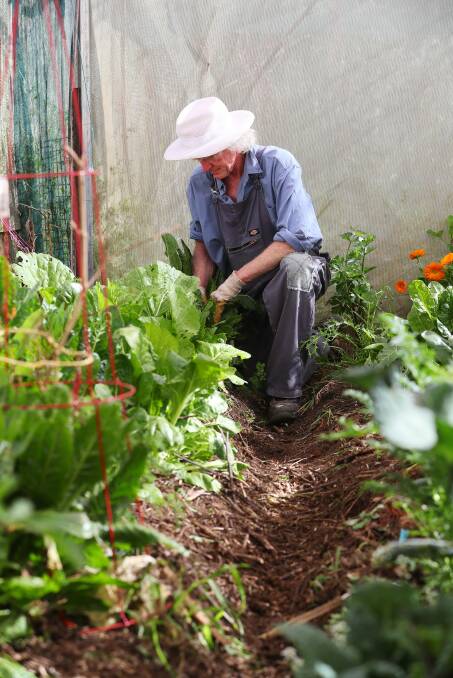 ABUNDANCE: Jim Rees tends to the thriving vegetable garden before sharing the produce with his community.
