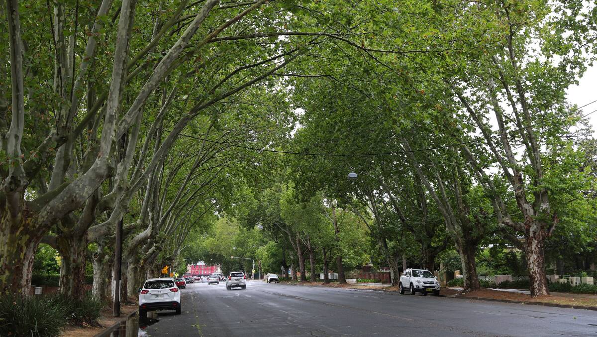 IN DEMAND: Wagga's leafy green central suburbs are in high demand, but owners are hesitant to take advantage of the higher prices.