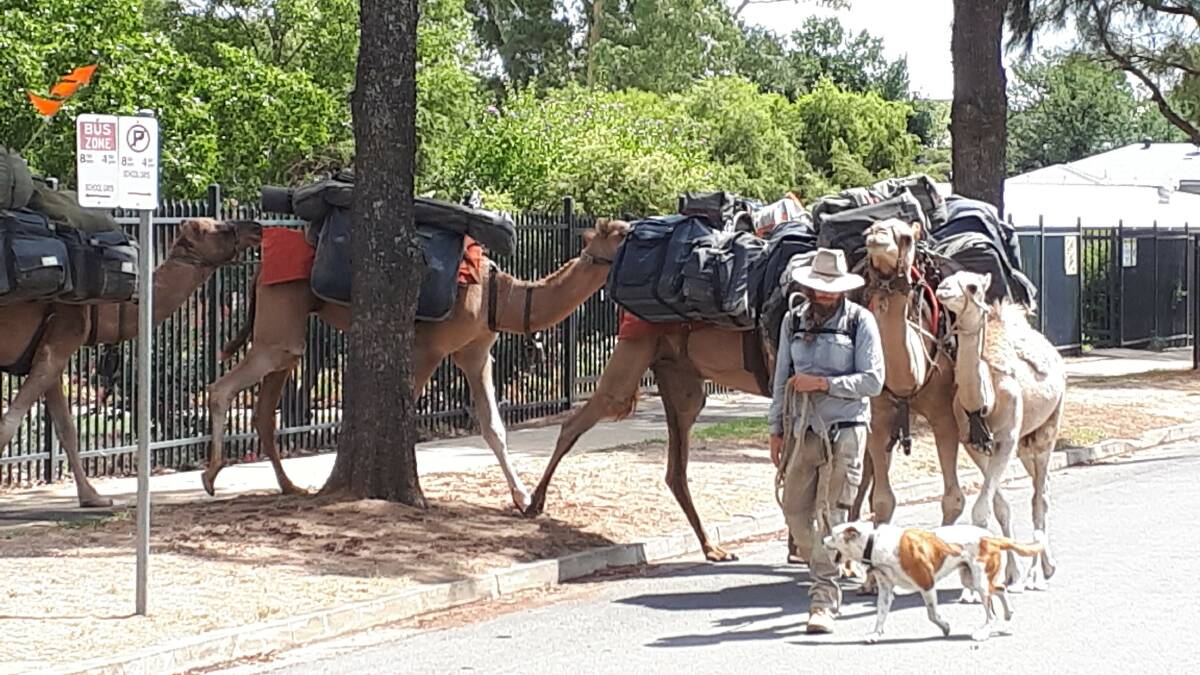 SPOTTED: John Elliott and his camels outside Mount Austin Public School on Monday. Picture: David Dunn