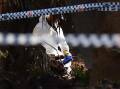  A NSW forensic services officer sifts through soil at the crime scene where Matthew Leveson's remains were found.