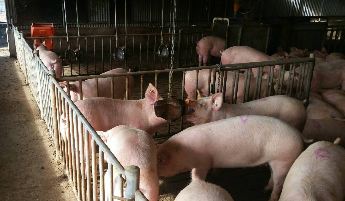FARM: Sow feeding research supported by Sunpork Group, which hopes to expand its Matong piggery but is facing opposition from an 'Aussie Farms' activist campaign targeting Wagga City Council. Picture: Pork CRC 