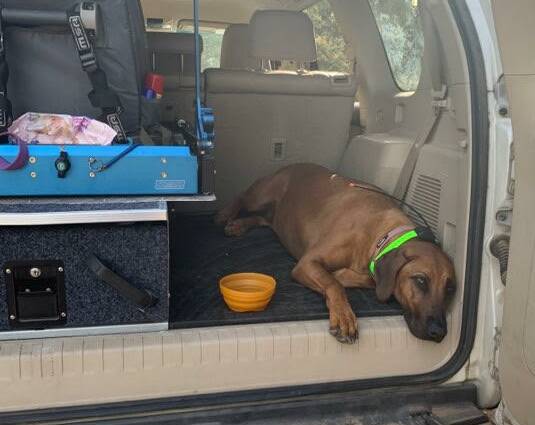 Kaih, an 18-month-old female Ridgeback, pictured shortly before she went missing in the Maragle State Forest. Picture: Contributed