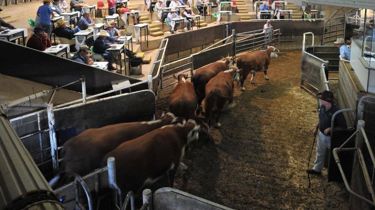 Cattle at Wagga Livestock Marketing Centre. Riverina farmers are concerned about the impact of a trade dispute with China just as they are trying to recover from drought.