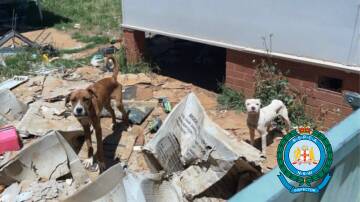 Two of the dogs who were left underfed and lacking veterinary treatment by Sharrah Brown, resulting in Wagga Local Court banning her from keeping pets. Picture: NSW RSPCA