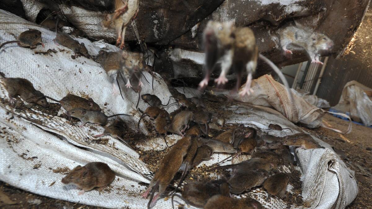An image from the mice plague that struck the Riverina in 2011. NSW farms and the CW have called for assistance packages up up to $25,000 to help farmers pay for baits.