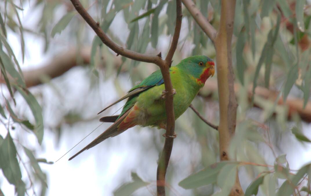 An endangered Swift parrot that was spotted near Tarcutta during a wildlife study. Picture: Wildlife Drones