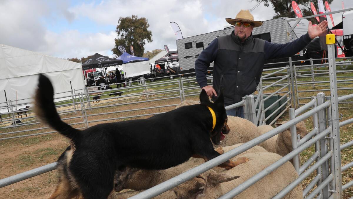 Peter Sandral from Springhurst with his working dogs Choker and Poppy at the 2017 Henty Machinery Field Days