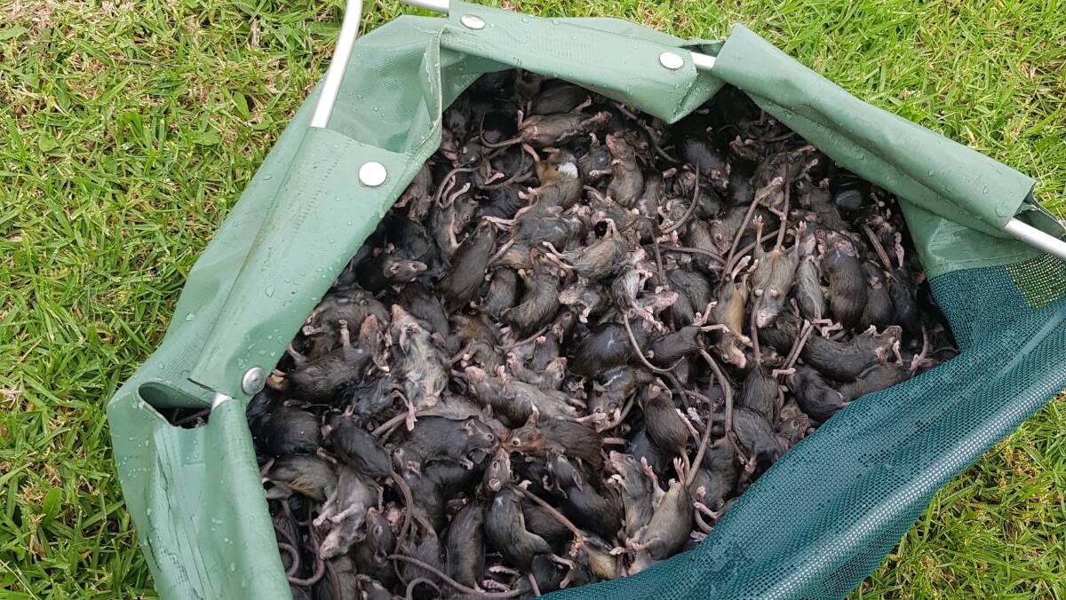 500 mice caught in one night at a Dubbo property during the mouse plague that has been destroying crops north and western NSW.