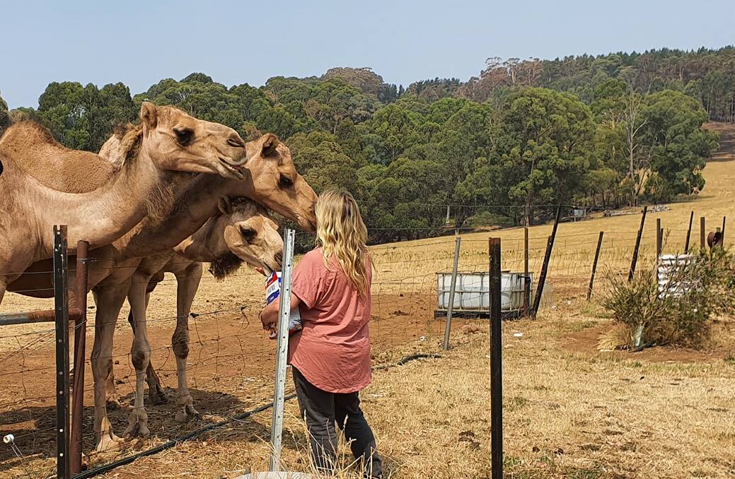 Camels take shelter during the Dunns Road Bushfire at SMART Animal Sanctuary in Batlow. The Sanctuary has been target by scammers seeking fraudulent donations. Picture: SMART Animal Sanctuary