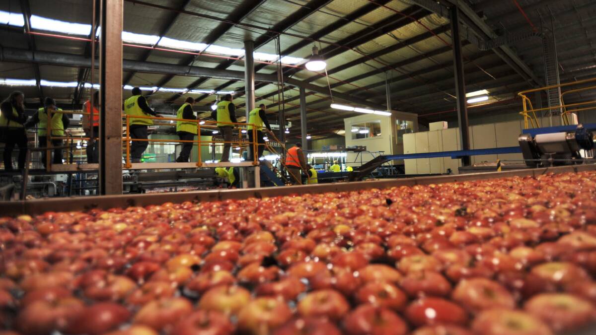 WORKFORCE: Snowy Valleys has completed an apple harvest without foreign workers but might have to make more changes with low international travel until mid-2022.
