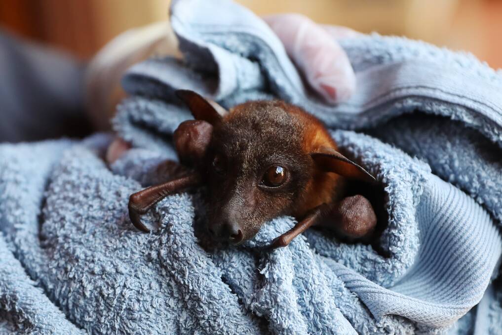 'BiIly' the juvenile male little red flying fox who was rescued from barbed wire at Temora by WIRES Riverina branch. Picture: Emma Hillier
