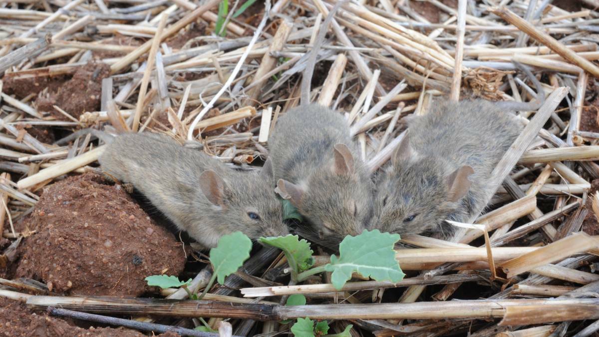 The Australian Pesticides and Veterinary Medicines Authority has blocked the use of bromadiolone bait to fight the mouse plague.