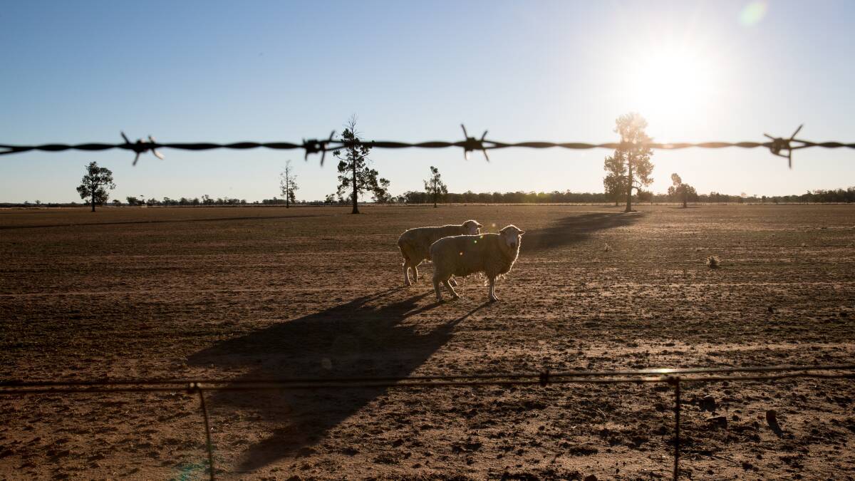 Drought stricken countryside near Coonamble, NSW. Photo: Janie Barrett 