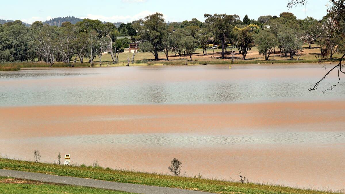 Blue green algae at Lake Albert in 2018. Wagga City Council is preparing a water level proposal to submit to NSW Water Minister Melinda Pavey.