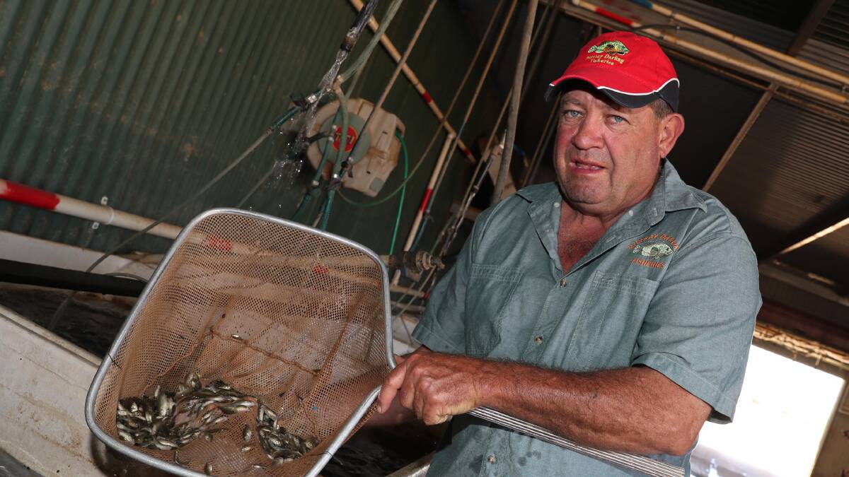 THREAT: Murray Darling Fisheries owner Noel Penfold says he is disgusted to be listed on an animal activist map despite raising fish for environmental release. Picture: Les Smith  