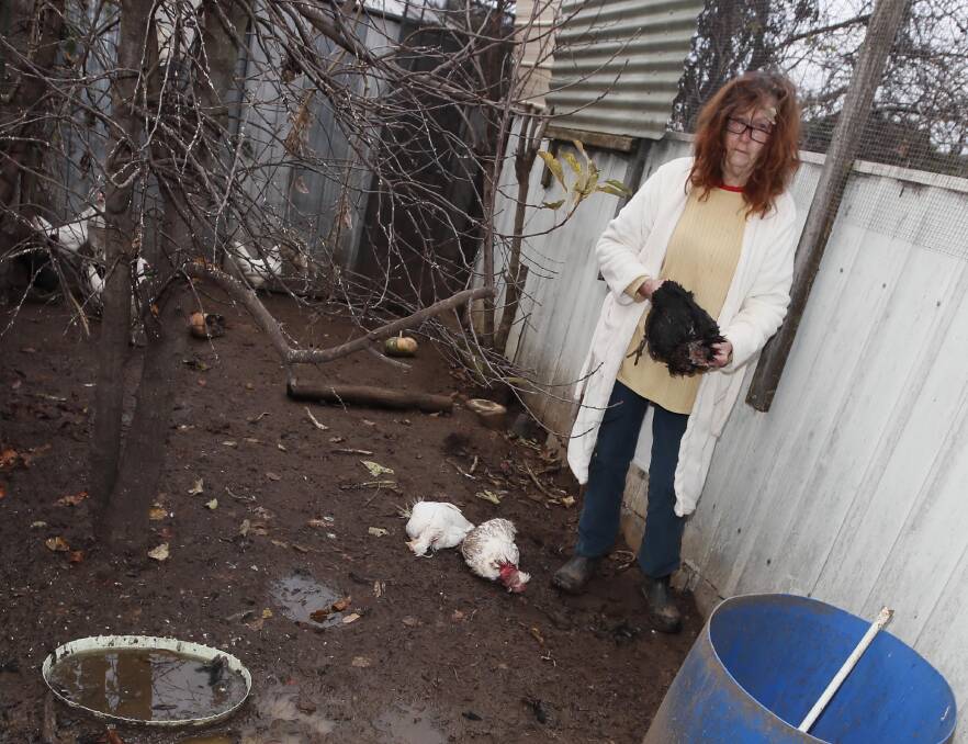 UPSET: Tolland resident Marjorie Luthy with some of the eight chickens that were killed in her backyard coop last week by a suspected human attacker. Ms Luthy says she loved the chickens and the taste of their fresh eggs. Picture: Les Smith