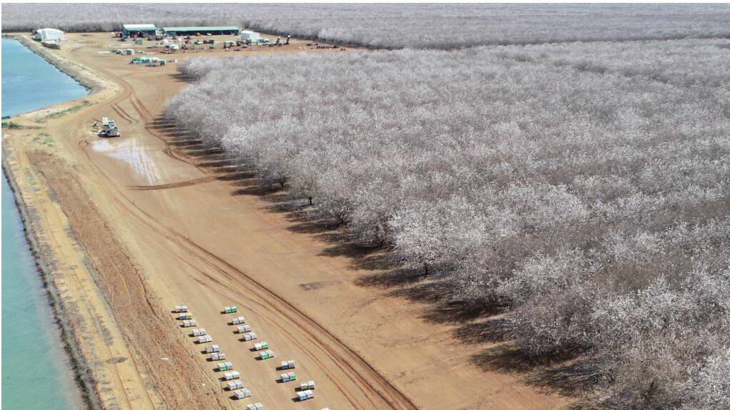 Beehives provide pollination for the Mooral almond orchard at Hillston. The Riverina farming property is in the process of being sold for $98 million. Picture: Rural Funds Group