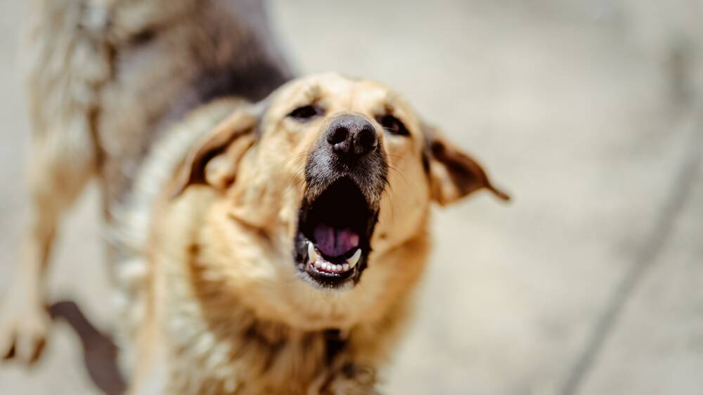 Dog attacks within Wagga City Council boundaries are on the decline but an average of one person a month is still suffering a serious injury from the incidents. Photo: Shutterstock