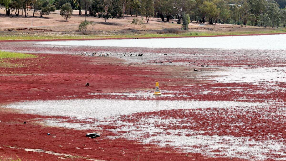 Lake Albert's low water levels have caused algae blooms and cancelled sporting events over the past few years. Wagga City Council and the NSW Water Minister agreed on a path forward to find a solution on Tuesday.