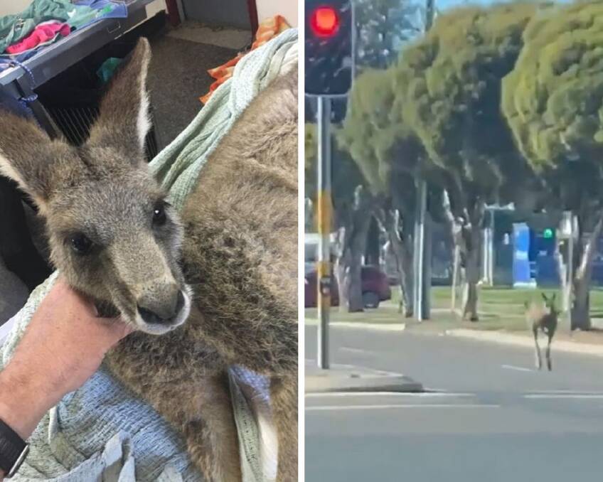 SAFE AND SOUND: The three-year-old eastern grey kangaroo found at Wagga Marketplace car park yesterday after roaming the city's streets. Pictures: Kooringal Veterinary Hospital and Fitzpatricks Real Estate