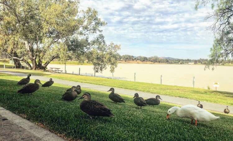 Wagga's Lake Albert. Picture: Toby Vue